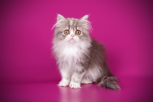 Fotografia in studio del gatto dritto dell'altopiano su sfondi colorati