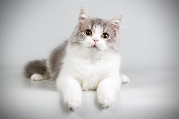 Fotografia in studio del gatto dritto dell'altopiano su sfondi colorati