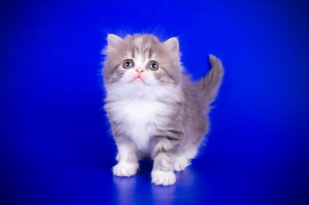 Fotografia in studio del gatto dritto dell'altopiano su sfondi colorati