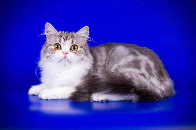 Fotografia in studio del gatto dritto dell'altopiano su sfondi colorati