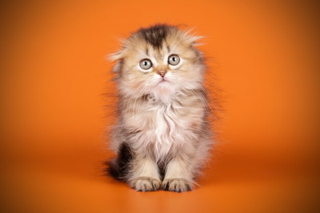 Fotografia in studio di gatto highland fold su sfondi colorati