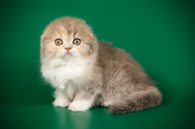 Fotografia in studio di gatto highland fold su sfondi colorati