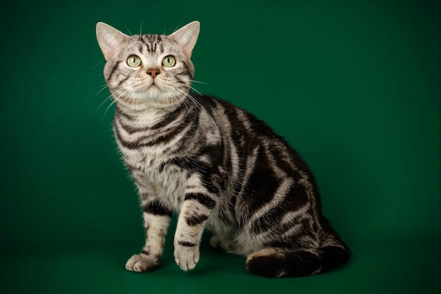 Fotografia in studio di un gatto a pelo corto americano su sfondi colorati
