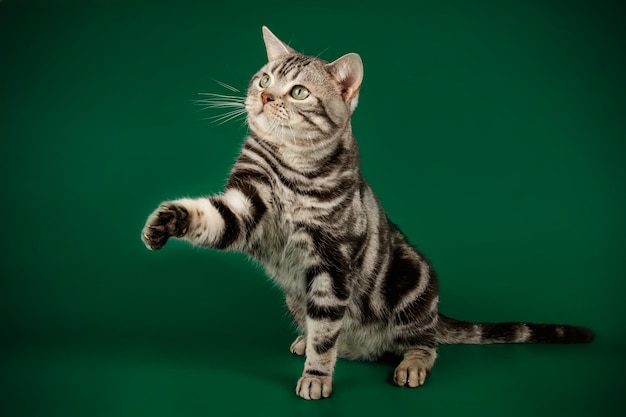 Fotografia in studio di un gatto a pelo corto americano su sfondi colorati