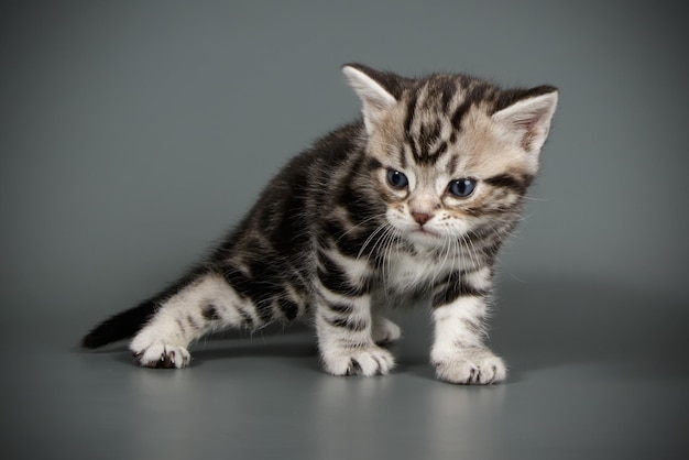 Fotografia in studio di un gatto a pelo corto americano su sfondi colorati