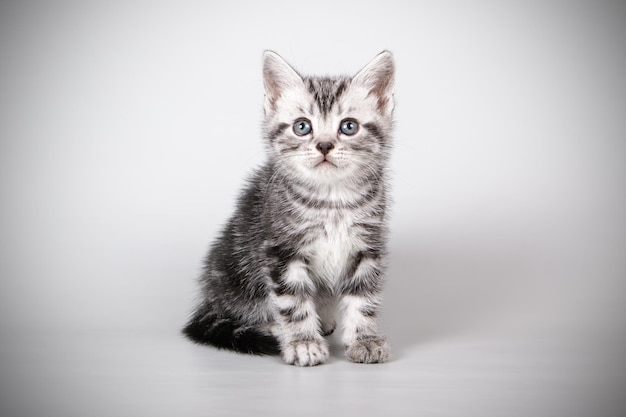 Fotografia in studio di un gatto a pelo corto americano su sfondi colorati