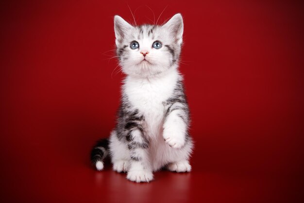 Fotografia in studio di un gatto a pelo corto americano su sfondi colorati