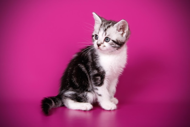 Fotografia in studio di un gatto a pelo corto americano su sfondi colorati