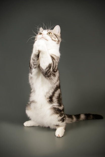 Fotografia in studio di un gatto a pelo corto americano su sfondi colorati