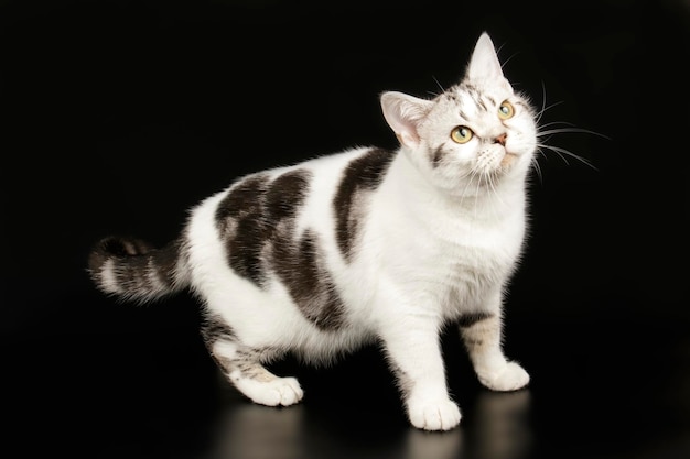 Fotografia in studio di un gatto a pelo corto americano su sfondi colorati