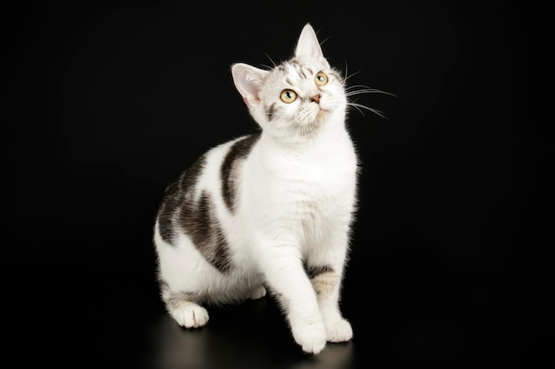 Fotografia in studio di un gatto a pelo corto americano su sfondi colorati