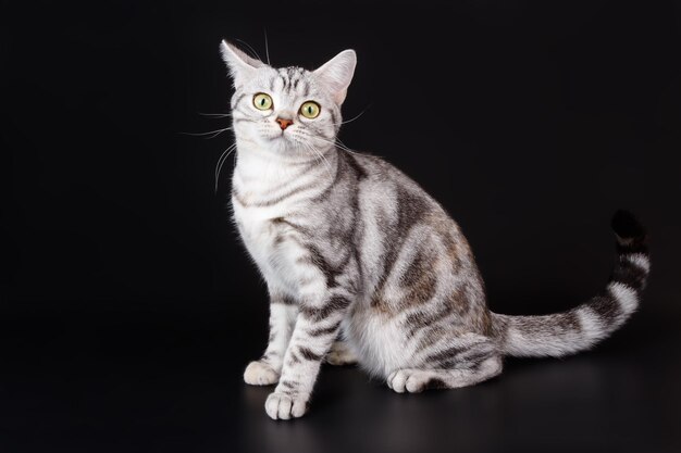 Fotografia in studio di un gatto a pelo corto americano su sfondi colorati