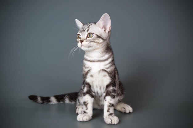 Fotografia in studio di un gatto a pelo corto americano su sfondi colorati