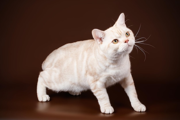 Fotografia in studio di un gatto a pelo corto americano su sfondi colorati