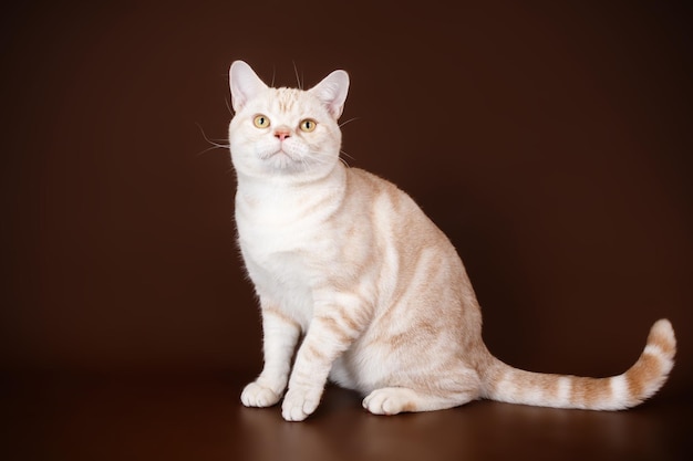 Fotografia in studio di un gatto a pelo corto americano su sfondi colorati