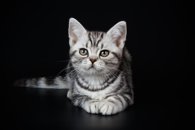 Fotografia in studio di un gatto a pelo corto americano su sfondi colorati