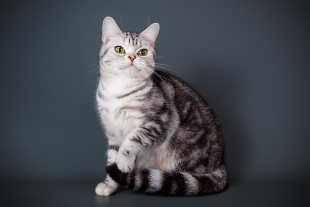 Fotografia in studio di un gatto a pelo corto americano su sfondi colorati