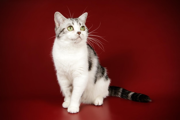 Fotografia in studio di un gatto americano a pelo corto su sfondi colorati