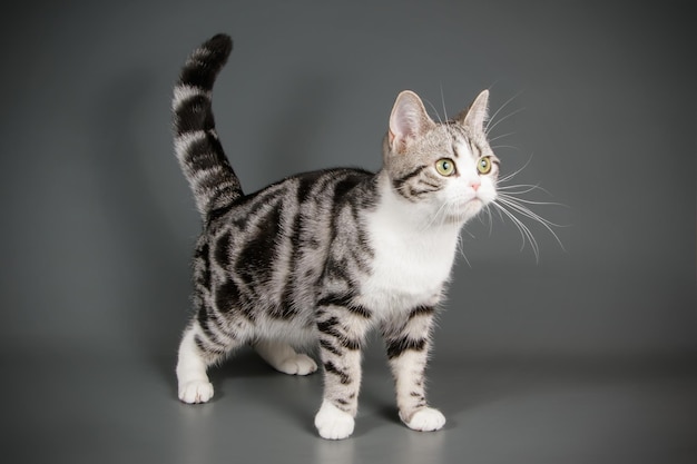 Fotografia in studio di un gatto americano a pelo corto su sfondi colorati