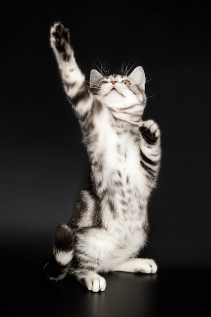 Fotografia in studio di un gatto americano a pelo corto su sfondi colorati