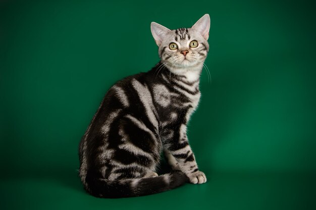 Fotografia in studio di un gatto americano a pelo corto su sfondi colorati