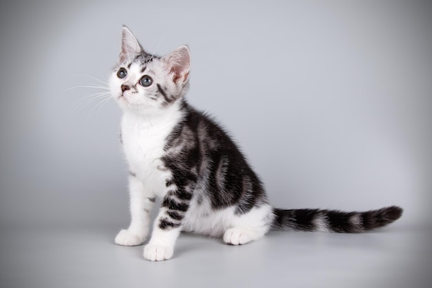 Fotografia in studio di un gatto americano a pelo corto su sfondi colorati