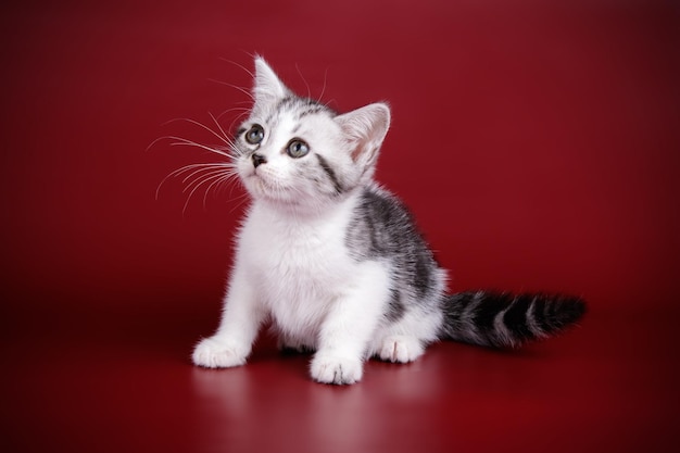 Fotografia in studio di un gatto americano a pelo corto su sfondi colorati