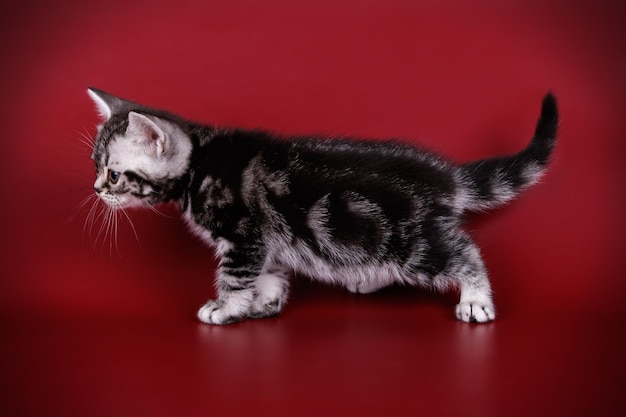 Fotografia in studio di un gatto americano a pelo corto su sfondi colorati