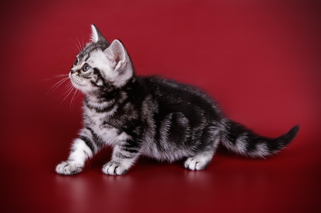 Fotografia in studio di un gatto americano a pelo corto su sfondi colorati