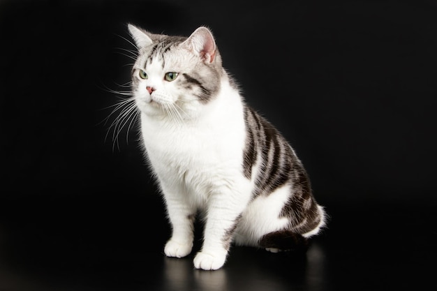 Fotografia in studio di un gatto americano a pelo corto su sfondi colorati