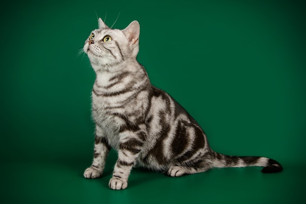 Fotografia in studio di un gatto americano a pelo corto su sfondi colorati