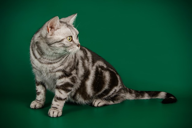 Fotografia in studio di un gatto americano a pelo corto su sfondi colorati