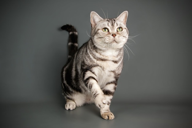 Fotografia in studio di un gatto americano a pelo corto su sfondi colorati