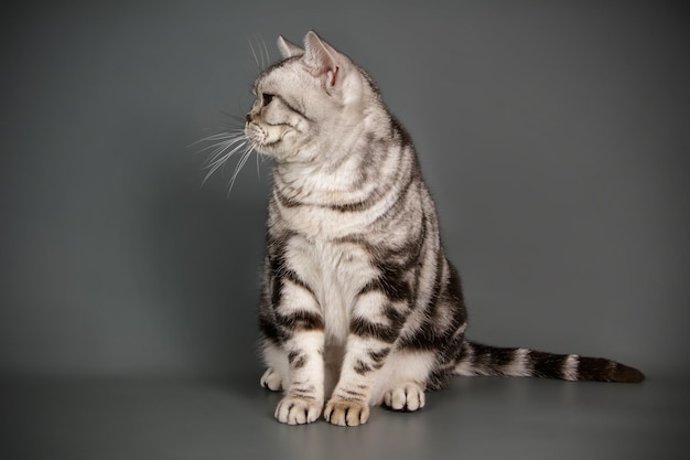 Fotografia in studio di un gatto americano a pelo corto su sfondi colorati