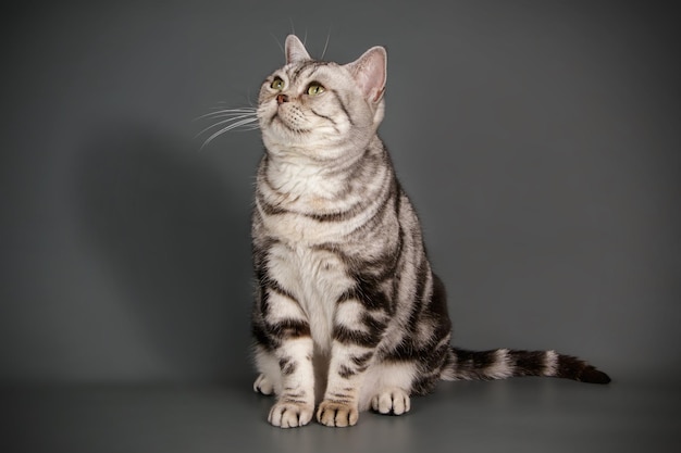 Fotografia in studio di un gatto americano a pelo corto su sfondi colorati