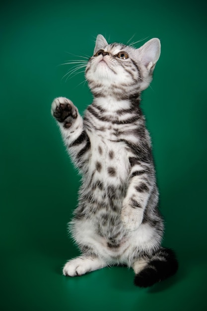 Fotografia in studio di un gatto americano a pelo corto su sfondi colorati