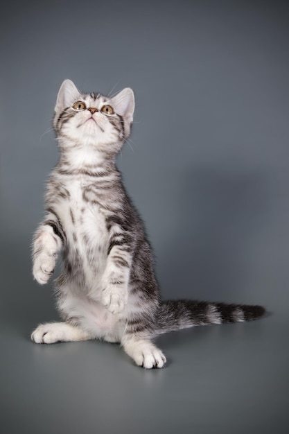 Fotografia in studio di un gatto americano a pelo corto su sfondi colorati