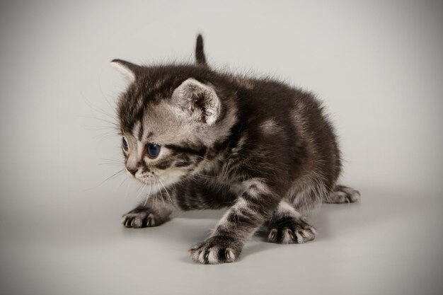 Fotografia in studio di un gatto americano a pelo corto su sfondi colorati