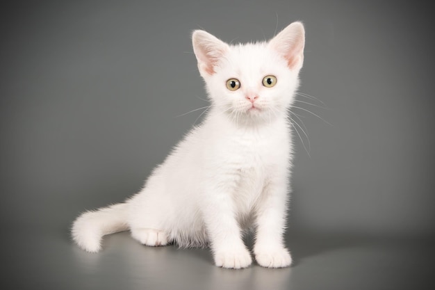 Fotografia in studio di un gatto americano a pelo corto su sfondi colorati