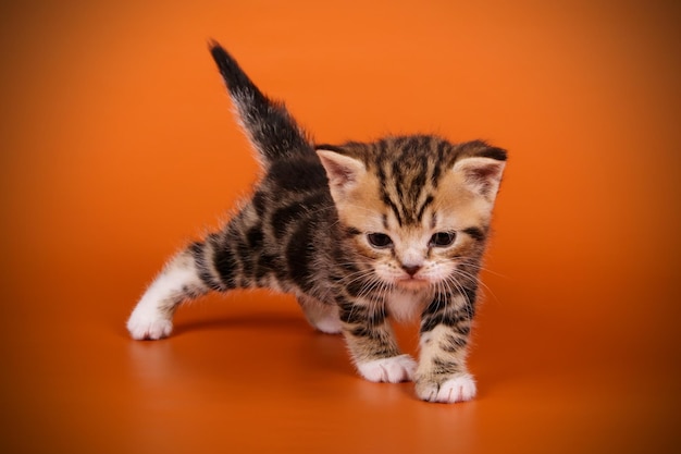 Fotografia in studio di un gatto americano a pelo corto su sfondi colorati