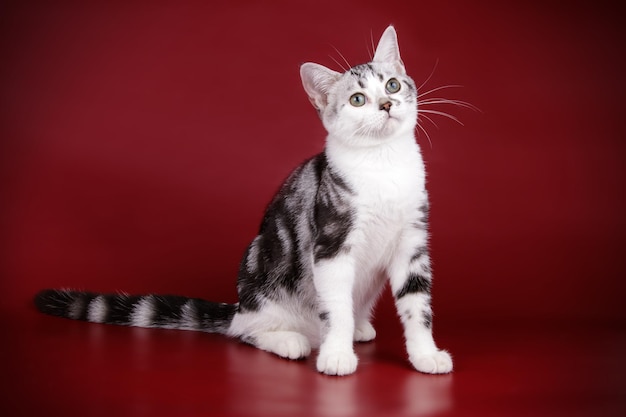 Fotografia in studio di un gatto americano a pelo corto su sfondi colorati