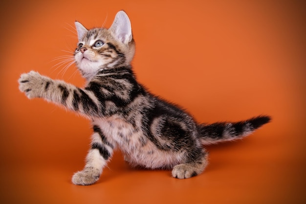 Fotografia in studio di un gatto americano a pelo corto su sfondi colorati