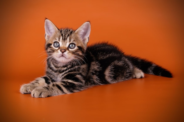 Fotografia in studio di un gatto americano a pelo corto su sfondi colorati