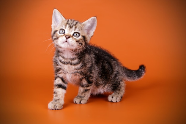 Fotografia in studio di un gatto americano a pelo corto su sfondi colorati