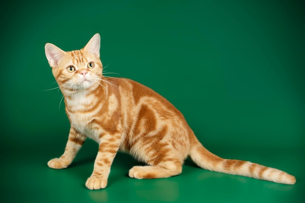 Fotografia in studio di un gatto americano a pelo corto su sfondi colorati