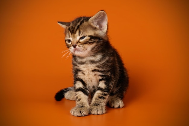 Fotografia in studio di un gatto americano a pelo corto su sfondi colorati