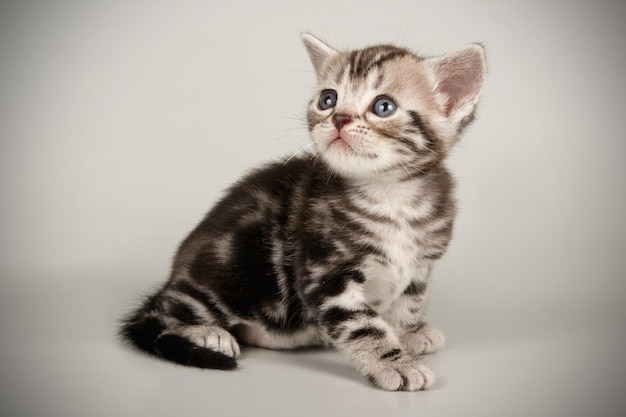 Fotografia in studio di un gatto americano a pelo corto su sfondi colorati