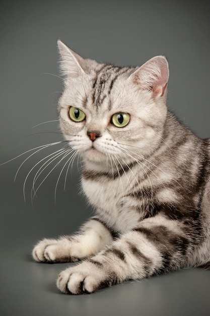 Fotografia in studio di un gatto americano a pelo corto su sfondi colorati