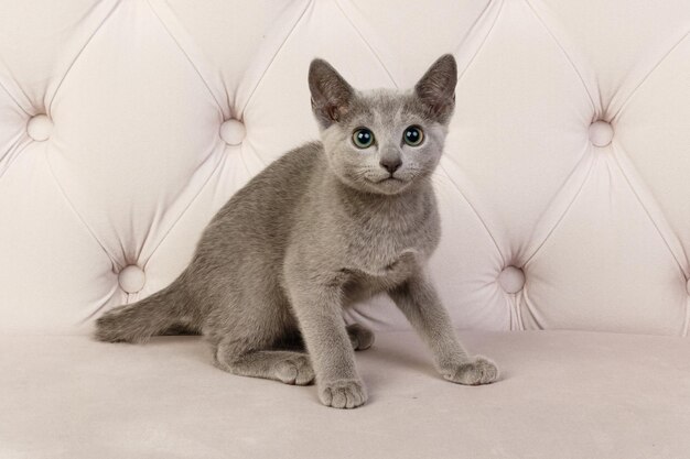 Fotografia in studio di un gatto blu di Russia su sfondi colorati