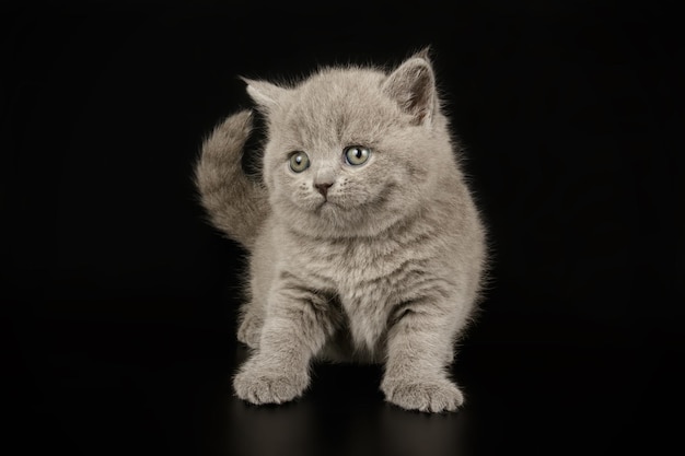 Fotografia in studio di un gatto British Shorthair su sfondi colorati